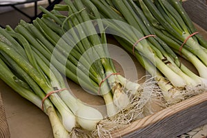 Fresh Green Onion Bunches
