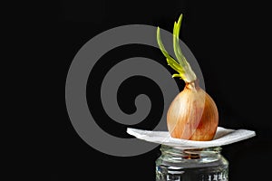 Fresh green onions on a light stand grows in a glass jar Isolated on a black background