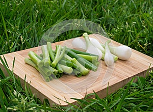 Fresh green onions on the old wooden cutting board, closeup food, outdoors shot.