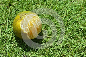 Fresh Green Orange Bakcground on The grass