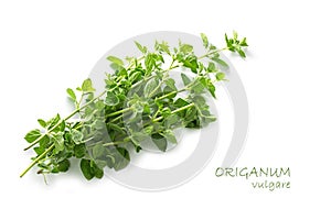 Fresh green oregano, Origanum vulgare, isolated on white with sa