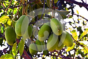 Fresh green organic bunch of mangoes hanging on a mango tree. view of mango orchard