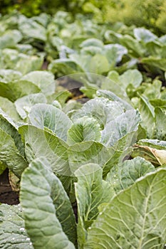 Fresh green organic cabbage garden field