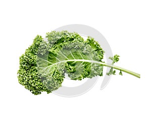 Fresh green organic kale leaf isolated on white