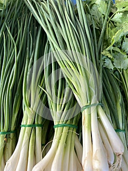 fresh green organic spring onions on the market