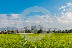 fresh green paddy rice with blue sky blured. organic plant growing by organic fertilizers