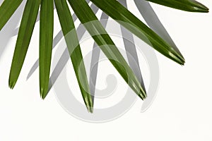 Fresh green palm leaf background