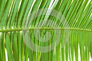 Fresh Green Palm Leaf Close Up Texture