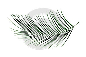 Palm Leaf