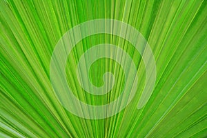 Fresh green palm leaf texture background.