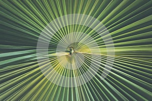 Fresh green palm leaf for texture and background usage