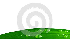 Fresh green palm leaf with water drops, detail close-up