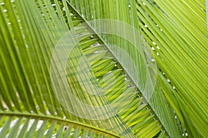 Fresh green palm leafs