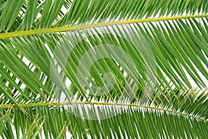 fresh green palm tree leaf