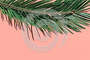 Fresh green palm tree leaf on pastel pink wall background. Tropical nature summer concept. Elegant template for banner poster