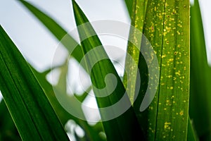 Fresh green pandan leaves with copy space, blurred bokeh and sunshine background in a garden, nature concept