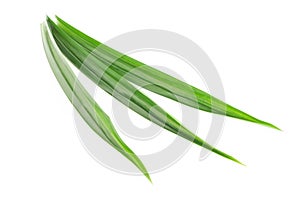 Fresh green pandan leaves isolated on white background