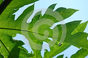 Fresh green papaya leaf texture pattern has a bitter taste