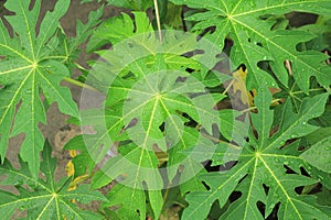 Fresh green papaya leaf texture pattern has a bitter taste