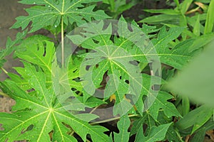 Fresh green papaya leaf texture pattern has a bitter taste