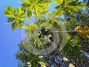 Fresh green papaya on tree with fruits on blue sky