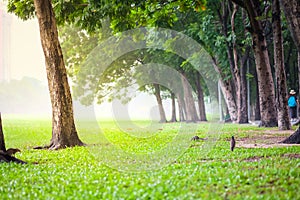 Fresh green park in a city