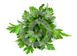 Fresh green parsley collected in a bunch isolated on white background