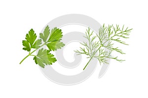Fresh green parsley and dill leaf, raw organic leaf, isolated on white background