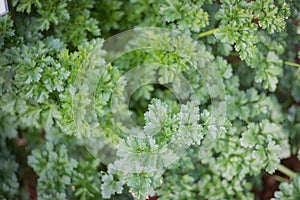 Fresh green parsley in the garden