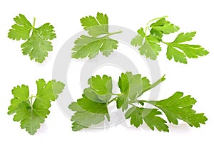 Fresh Green Parsley Isolated on White Background