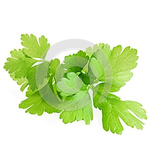 Fresh Green Parsley Isolated on White Background