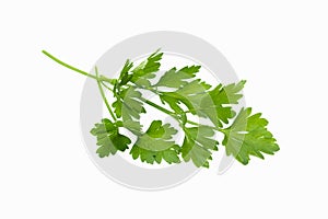 Fresh green parsley leaves bunch, raw organic leaf, isolated on white background