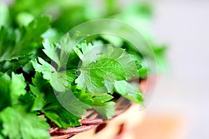 Fresh green parsley leaves photo. Rich source of protective flavonoid antioxidants. Parsley herbs background. Closeup