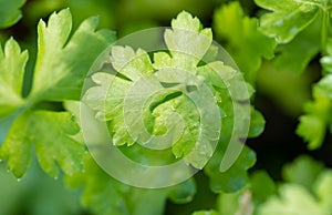 Fresh green parsley Petroselinum crispum leaves