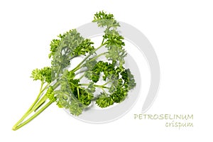 Fresh green parsley, Petroselinum crispum on white