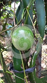 fresh green passion fruit in the garden