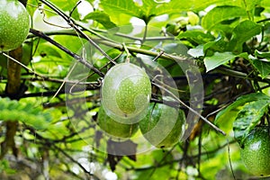 Fresh green passion fruit on vine from frame