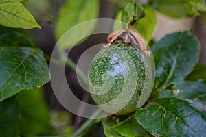 Fresh green passion fruit on vine from frame. Background