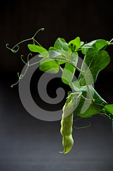 Fresh green pea pod