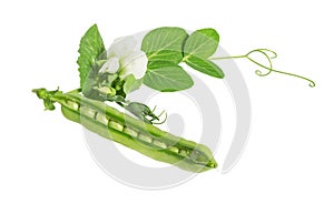 Fresh green pea in the pod with flowers isolated