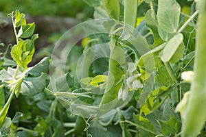 Green pea pod on a pea plant