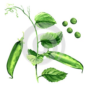Fresh green pea pod, peas plant, isolated, watercolor illustration