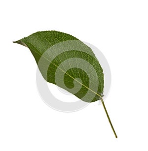 Fresh green Pear leaf isolated on white background. Selective Focus