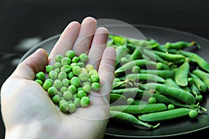 Fresh green peas in a hand on a dark background. Fresh food from the garden. Plant food