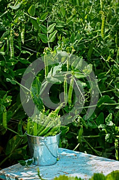 Fresh green peas with leaf and flower in a bucket on nature gree