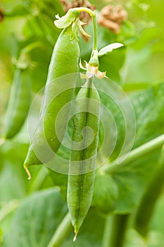 Fresh green peas on a plant in the garden