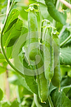 Fresh green peas on a plant in the garden