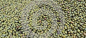 fresh green peas seeds