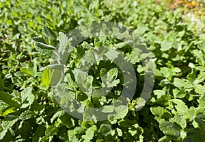 Fresh green pennyroyal or mentha pulegium