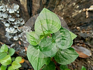 Fresh green Peperomia Pellucida plant  on nature background